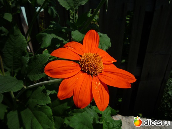 ������ ������, ������: ��, ����  ������� !