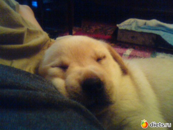 ����-������, ������: ����