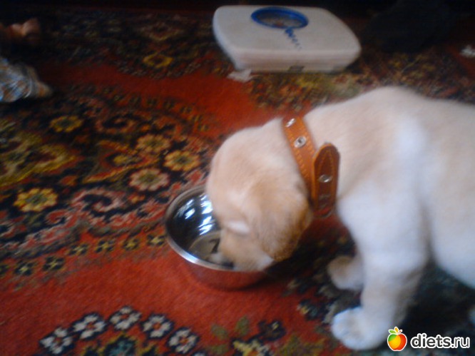 ������� ������ ��������..., ������: ����