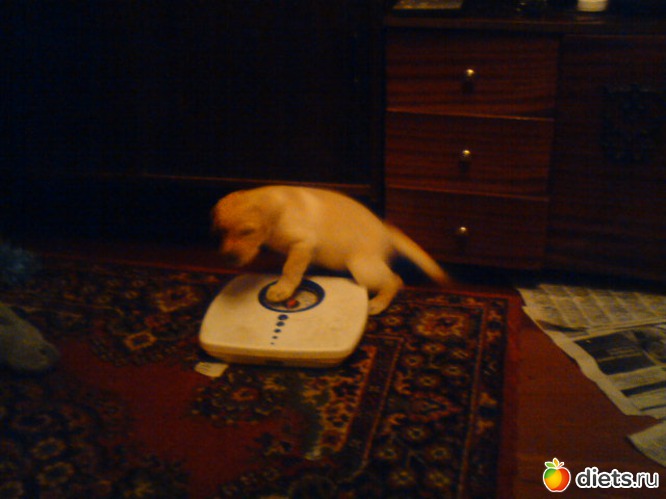 � ������ ��������������� ���, ������: ����