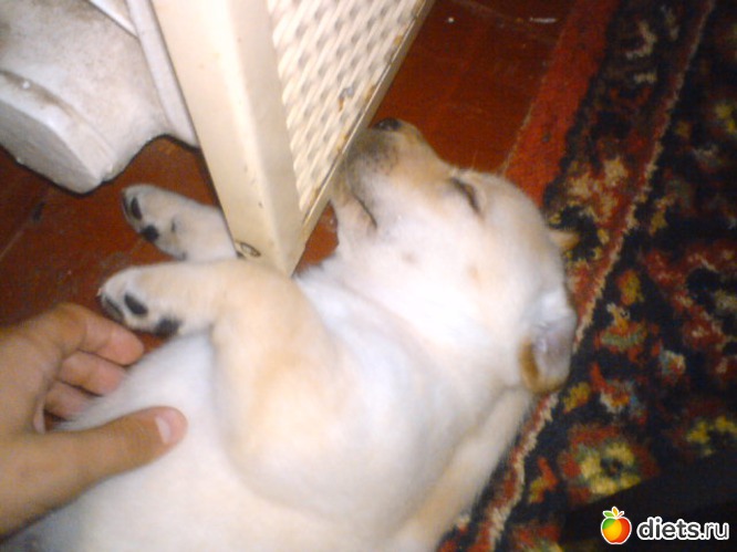 спим, где упадем, альбом: ника