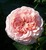 English rose &quot;Abraham Darby&quot;