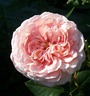 English rose "Abraham Darby"