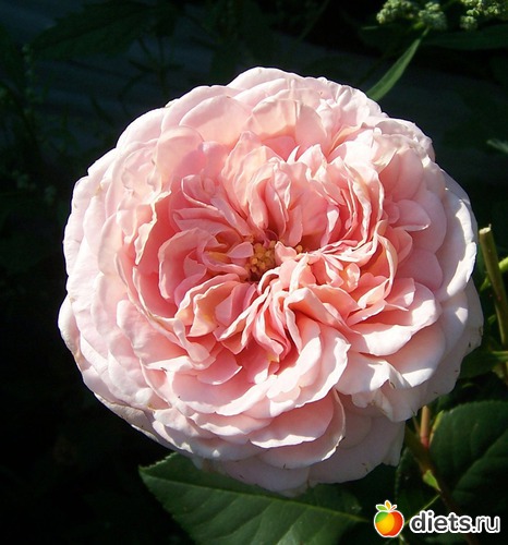 English rose &quot;Abraham Darby&quot;, :   