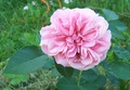 English rose "Hyde Hall"