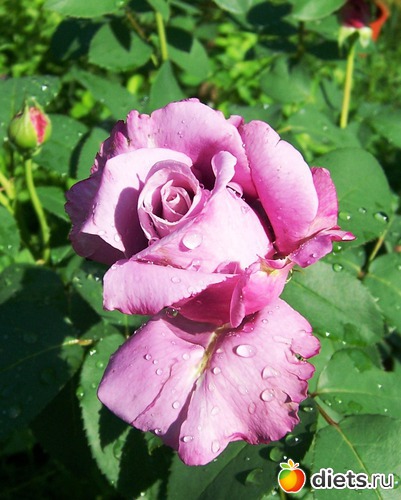 Charles de Gaulle, :   