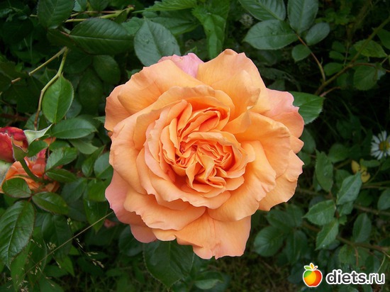 22 фото: Розы моего сада