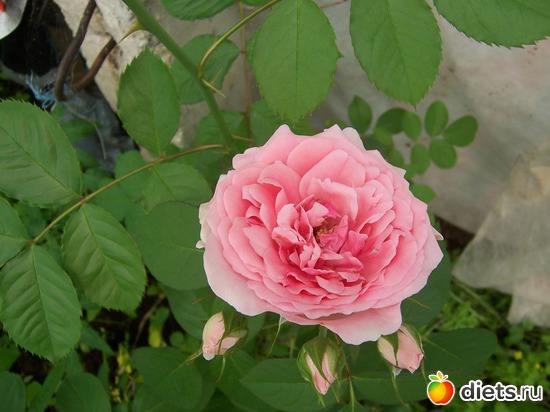 English rose &quot;Heritage&quot;, :   