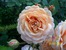 One of David Austin roses