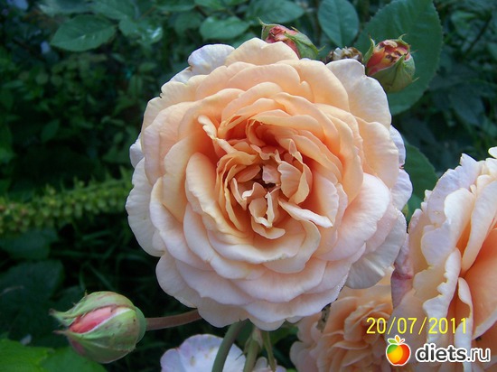 One of David Austin roses, :   