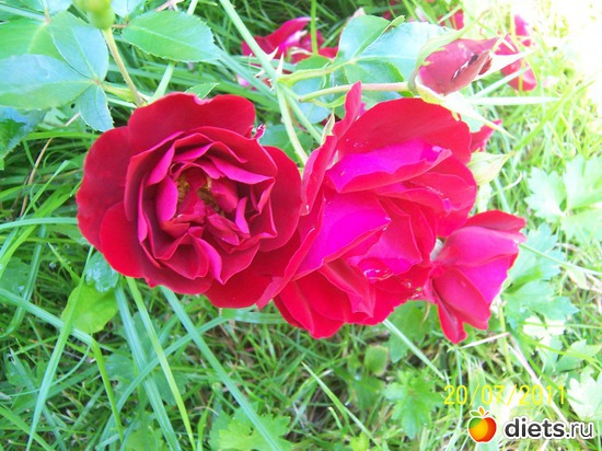 Cover rose &quot;Red ribbons&quot;, :   