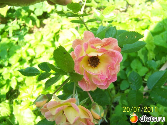 Cover rose &quot;Bessy&quot;, :   