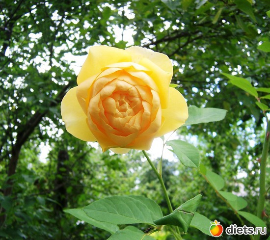 English rose &quot;Graham Thomas&quot;, :   