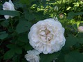 English rose "Winchester Cathedral"