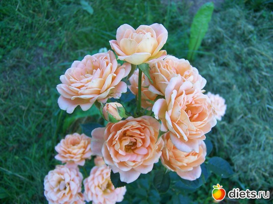 Fairy Rose "Sweat Dream", альбом: Розы моего сада