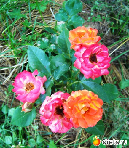 Fairy rose &quot;Rumba&quot;, :   