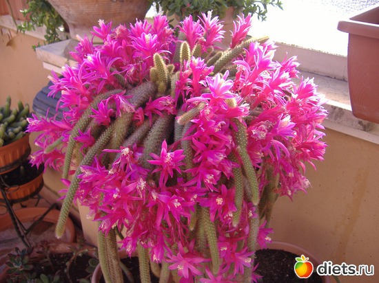 2 ����: ��� �����