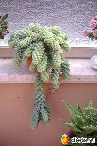 4 ����: ��� �����