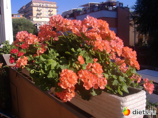 5 ����: ��� �����