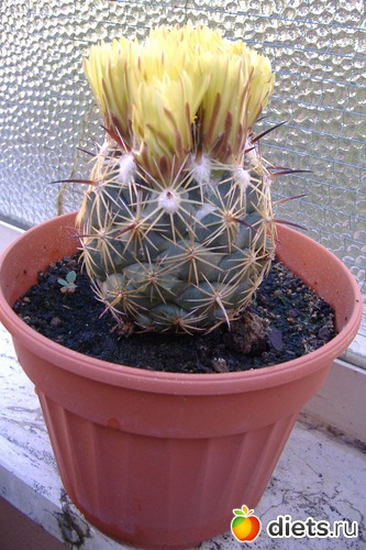 7 ����: ��� �����