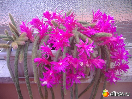 11 ����: ��� �����