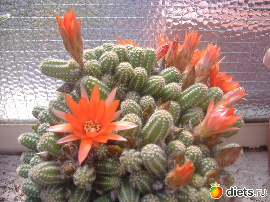 12 ����: ��� �����