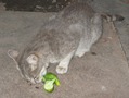 кошка тоже любит огурцы