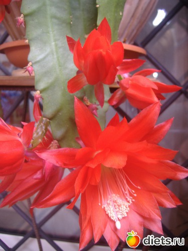 14 ����: ��� �����