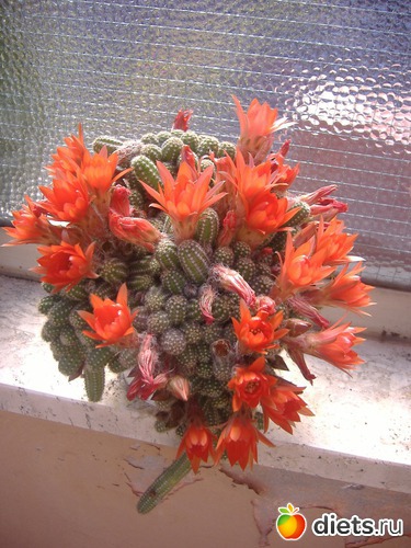 15 ����: ��� �����