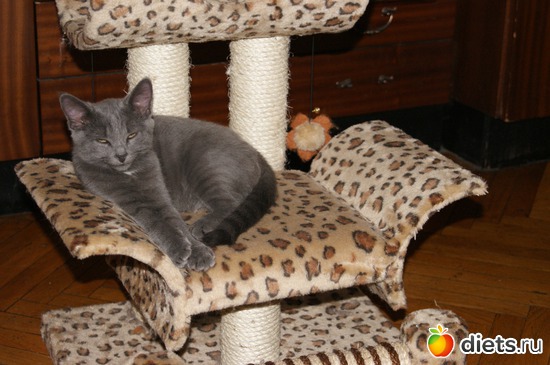 4 ����: ���� �������