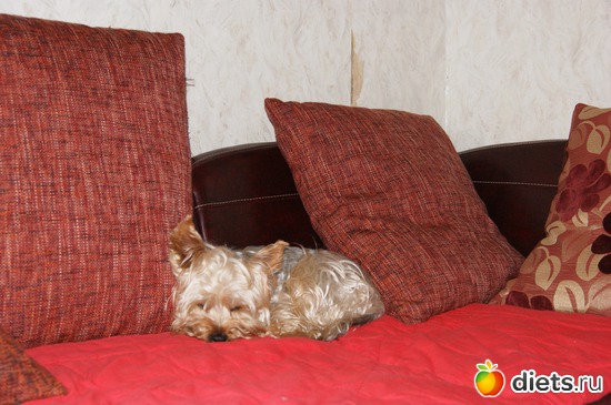 10 фото: Наш подкидыш Гучка!