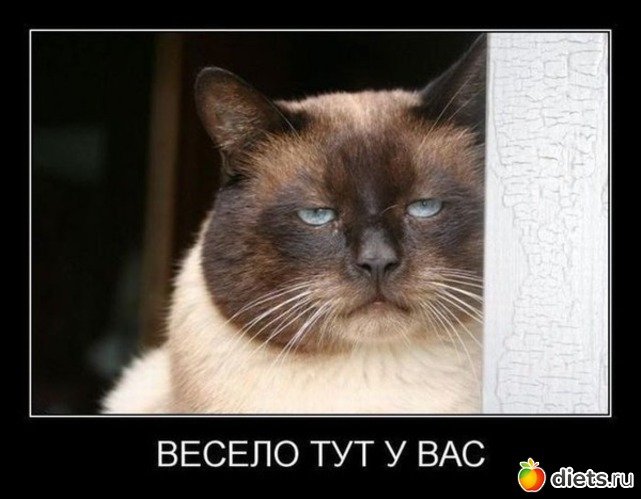 4 фото: кошки