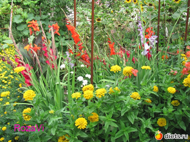 Мои гладиолусы, альбом: Мои гладиолусы