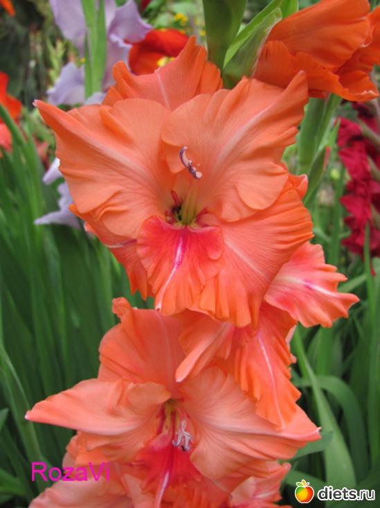 Мои гладиолусы, альбом: Мои гладиолусы