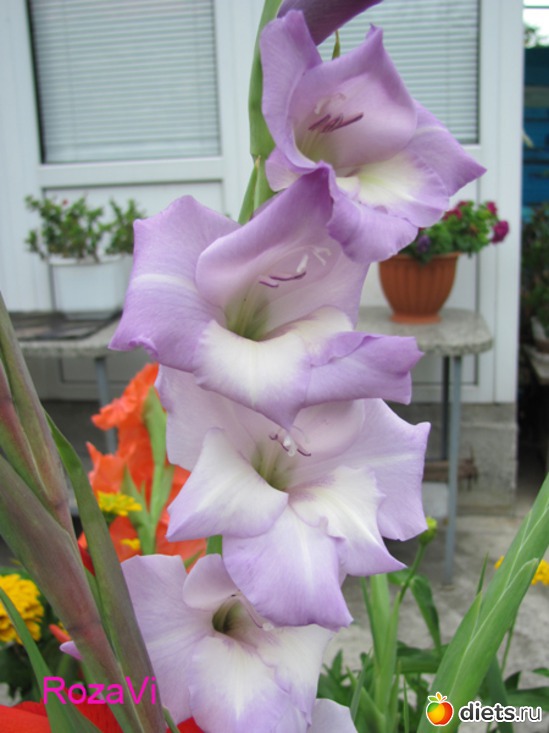 Мои гладиолусы, альбом: Мои гладиолусы