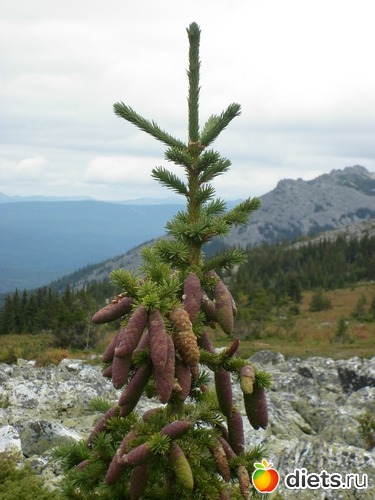 ��� ����..., ������: �� ������� ����,����� �Ĩ�� � ���� ��?