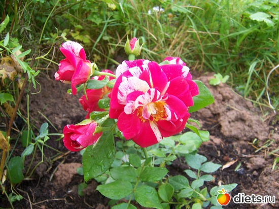 Climbing rose &quot;Twist&quot;, :   