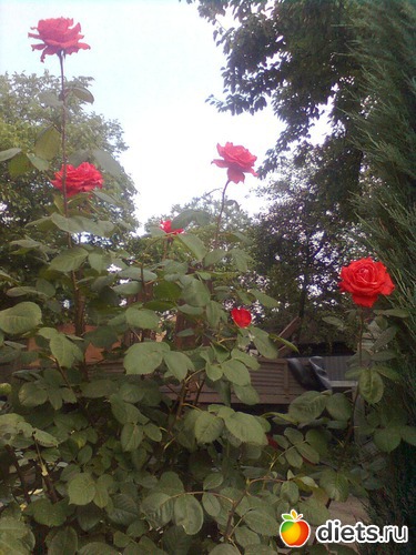 4 ����: ��� ����