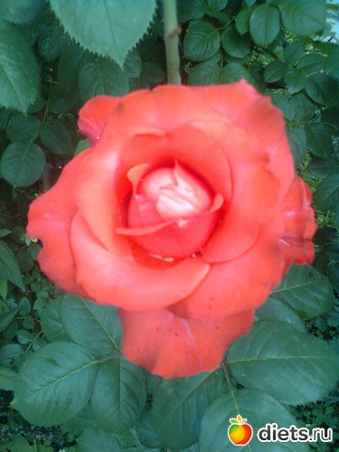 5 ����: ��� ����