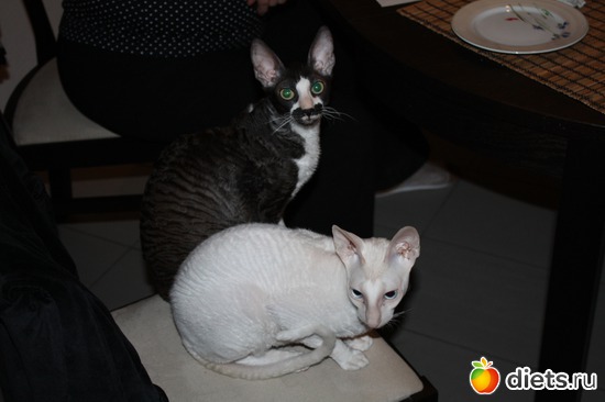 1 ����: ����������� ������������