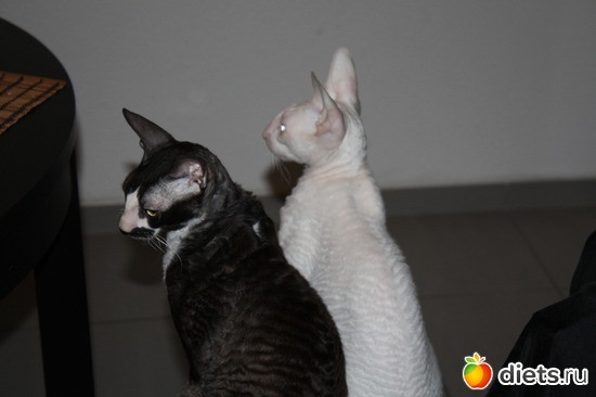 2 ����: ����������� ������������