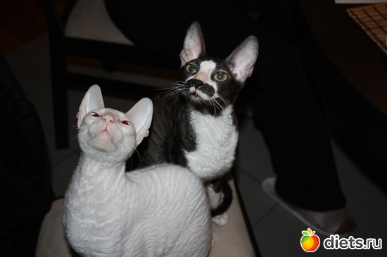 3 ����: ����������� ������������