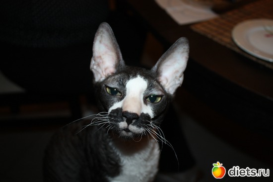 4 ����: ����������� ������������