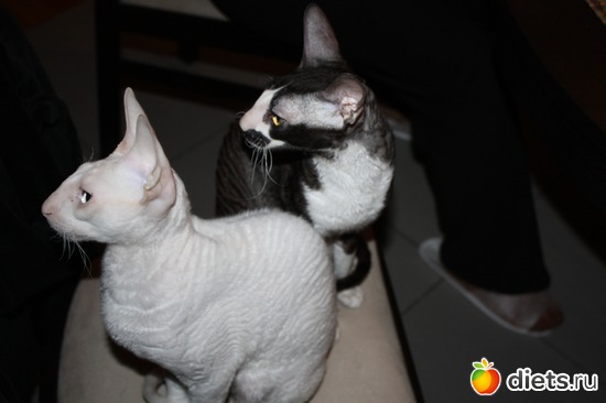 5 ����: ����������� ������������