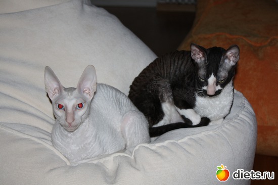 6 ����: ����������� ������������