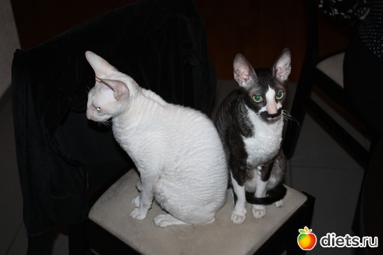 7 ����: ����������� ������������