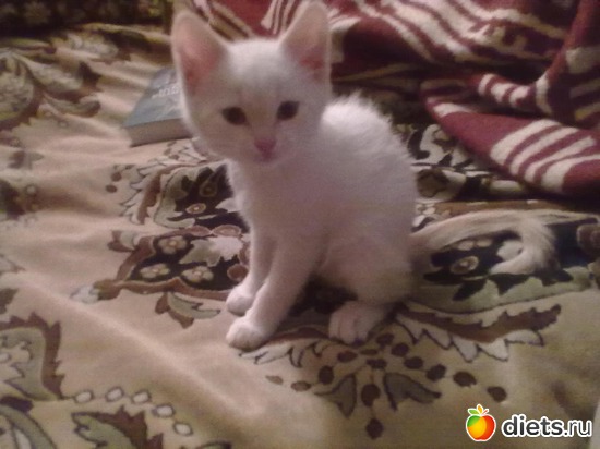 ��������, ������: ��������