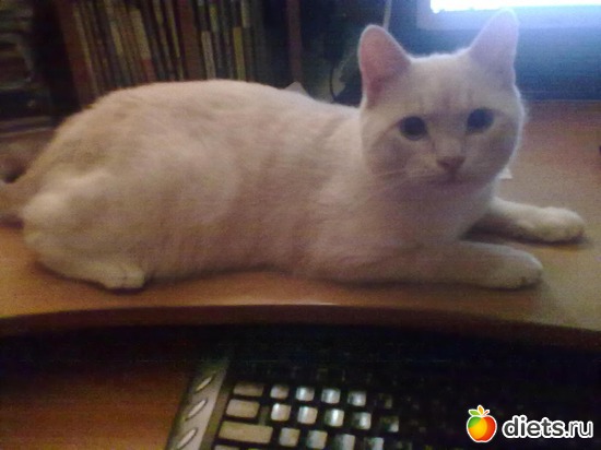 ��� 8 �������, ������: ��������