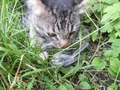 Котя с добычей