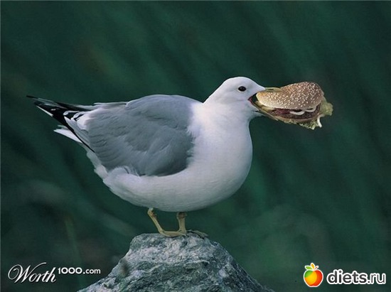 ������� ���������!, ������: �������